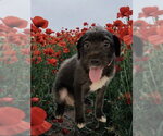 Small American Bulldog-Poodle (Miniature) Mix
