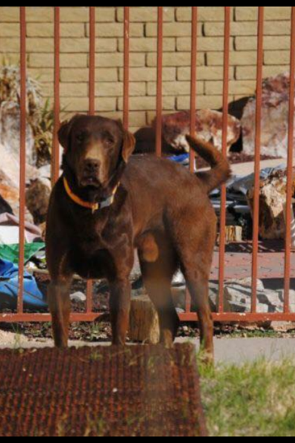 Medium Photo #1 Labrador Retriever Puppy For Sale in FLORENCE, AZ, USA