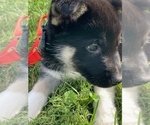 Puppy 4 German Shepherd Dog-Siberian Husky Mix