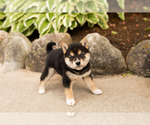 Small #1 Shiba Inu
