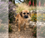 Small #1 Border Terrier Mix