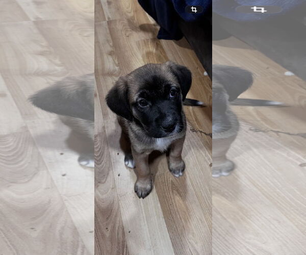 Medium Photo #1 Border Collie-Unknown Mix Puppy For Sale in Hillsboro, MO, USA