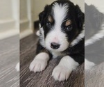 Puppy Bubba Jr Border-Aussie