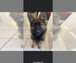 Small Photo #4 German Shepherd Dog Puppy For Sale in LIBERTY, NY, USA