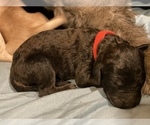 Small Photo #17 Goldendoodle Puppy For Sale in DENTON, NC, USA