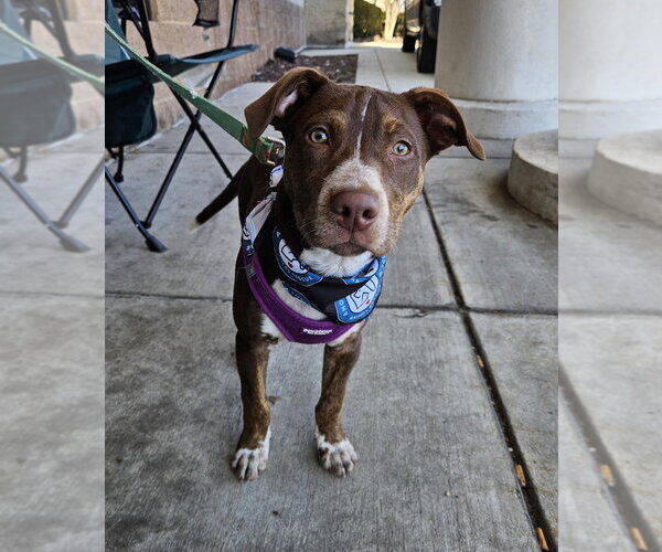 Medium Photo #9 Labrador Retriever-Unknown Mix Puppy For Sale in Silver Spring, MD, USA