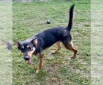 Small #8 German Shepherd Dog-Miniature Pinscher Mix