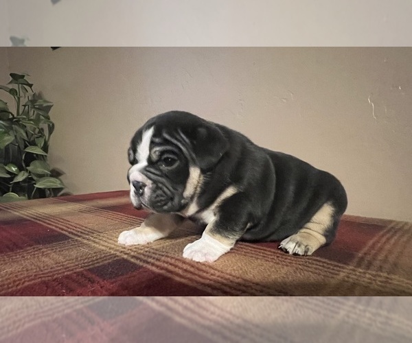 Medium Photo #1 English Bulldog Puppy For Sale in DURANGO, CO, USA