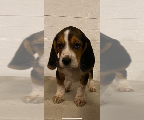 Medium Photo #3 Beagle Puppy For Sale in BURLINGTON, MA, USA