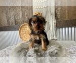 Sharla - Female Yorkshire Terrier Puppy for Sale - Photo #6