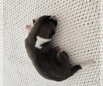Small Photo #24 Akita Puppy For Sale in STRAFFORD, MO, USA