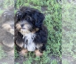 Small Photo #6 Shih-Poo Puppy For Sale in LANCASTER, MO, USA