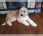 Small Photo #5 Bernedoodle-Poodle (Toy) Mix Puppy For Sale in BLACK FOREST, CO, USA