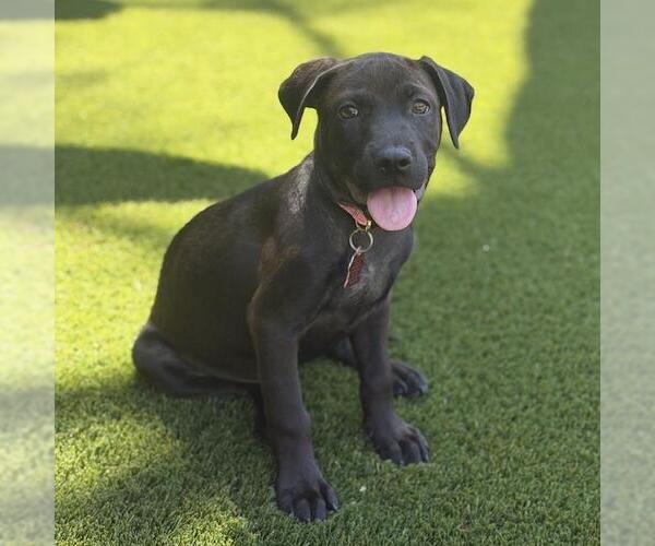 Medium Photo #3 Boxador Puppy For Sale in San Diego, CA, USA