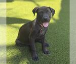 Small #2 Boxador