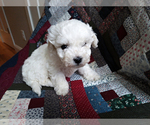 Small Photo #5 Bichon Frise Puppy For Sale in PELHAM, NH, USA