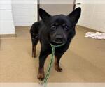 Small Australian Kelpie
