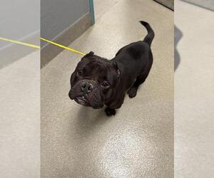 American Pit Bull Terrier-Unknown Mix Dogs for adoption in Las Vegas, NV, USA