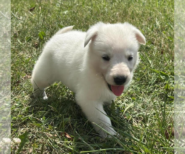 Medium Photo #3 German Shepherd Dog Puppy For Sale in CARDINGTON, OH, USA