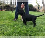 Small Photo #2 Labrador Retriever Puppy For Sale in RIPON, CA, USA