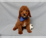Small #1 Goldendoodle (Miniature)