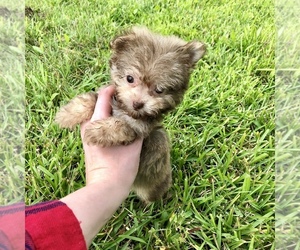 Poovanese Puppy for sale in HOUSTON, TX, USA