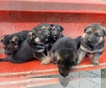 Small Photo #24 German Shepherd Dog Puppy For Sale in HEDGESVILLE, WV, USA