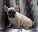 Small Photo #3 English Bulldog-French Bulldog Mix Puppy For Sale in FREDERICKSBG, OH, USA