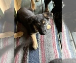 Small Photo #11 German Shepherd Dog Puppy For Sale in GREENWICH, NY, USA