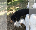 Small #4 Anatolian Shepherd-German Shepherd Dog Mix