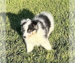 Small #8 Shetland Sheepdog