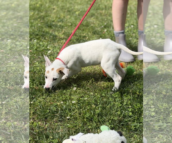 Medium Photo #2 Labrador Retriever-Unknown Mix Puppy For Sale in Yardley, PA, USA