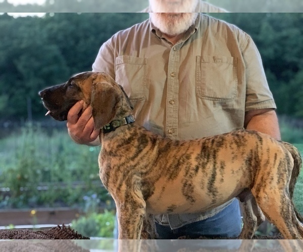 Medium Photo #4 Great Dane Puppy For Sale in TULSA, OK, USA