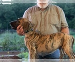 Small Photo #4 Great Dane Puppy For Sale in TULSA, OK, USA