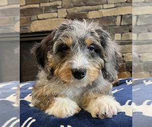 Bernedoodle Puppy for Sale in NOBLESVILLE, Indiana USA