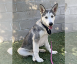 Small Siberian Husky Mix