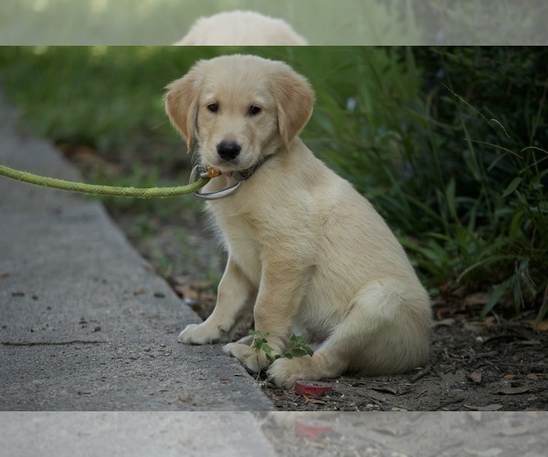 Medium Photo #3 Golden Retriever Puppy For Sale in MAGNOLIA, TX, USA