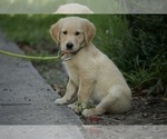 Small Photo #3 Golden Retriever Puppy For Sale in MAGNOLIA, TX, USA