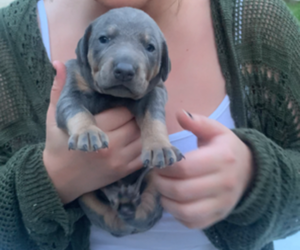 Doberman Pinscher Puppy for Sale in EVANSVILLE, Indiana USA