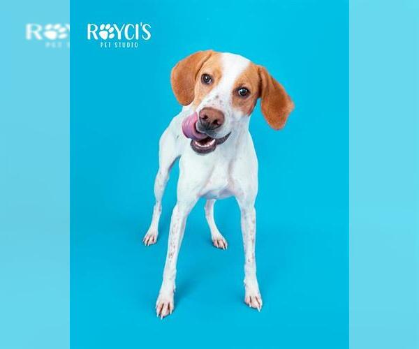 Medium Photo #1 Pointer Puppy For Sale in West Valley, UT, USA