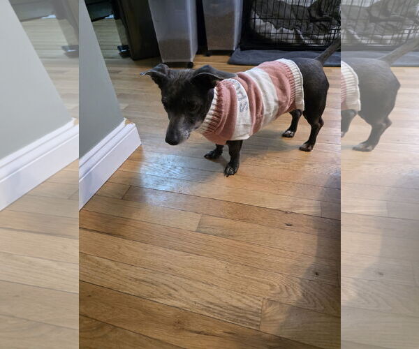 Medium Photo #4 Chiweenie Puppy For Sale in Princeton, MN, USA