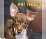 Small #16 Dachshund Mix