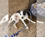 Small #2 Parson Russell Terrier-Rat Terrier Mix