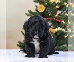 Small Photo #1 Bernedoodle-Poodle (Standard) Mix Puppy For Sale in DENVER, PA, USA