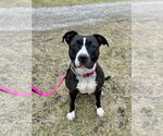 Small #2 American Pit Bull Terrier
