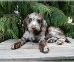 Small #3 Labradoodle