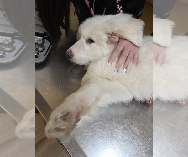 Medium Photo #11 Great Pyrenees Puppy For Sale in Houston, TX, USA