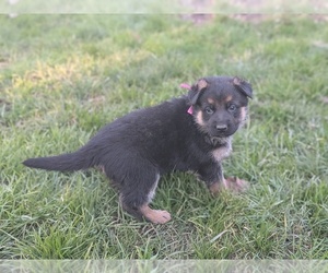 German Shepherd Dog Puppy for sale in OAK GROVE, OR, USA