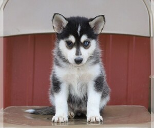 Pomsky Puppy for sale in FREDERICKSBG, OH, USA