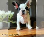 Small Photo #5 French Bulldog Puppy For Sale in NEW SMYRNA, FL, USA